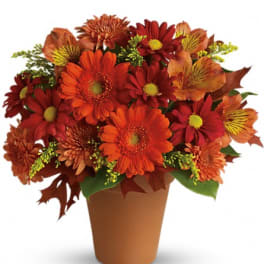 Orange and red daisy bouquet in a brown pot