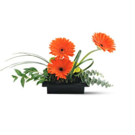 Orange gerbera daisies in a black rectangular container