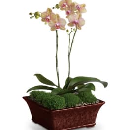 Potted orchid plant with pale pink blooms in a rectangular planter