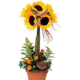 Sunflower arrangement in a terracotta pot with dried accents