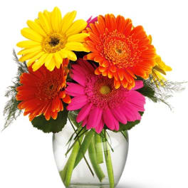 Bouquet of colorful gerbera daisies in a clear glass vase