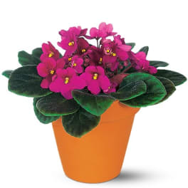 Potted plant with bright pink flowers and dark green leaves in an orange pot