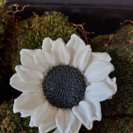 White daisy-like flower with a dark center on a mossy background