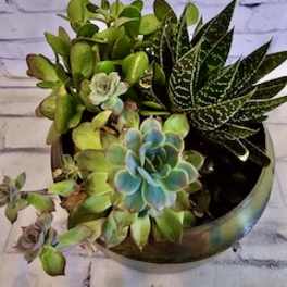 Potted succulent arrangement with green and blue rosettes in a round container