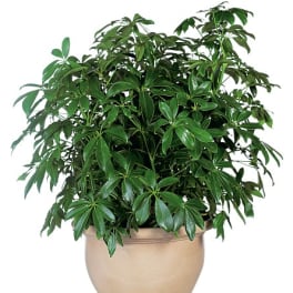 Potted green houseplant in a beige ceramic pot