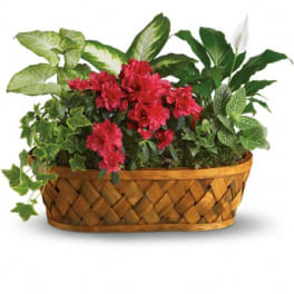 Basket planter with red flowers and assorted green houseplants