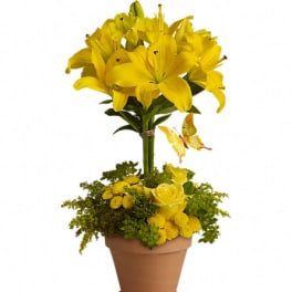 Yellow lily arrangement in a terracotta pot with a butterfly decoration