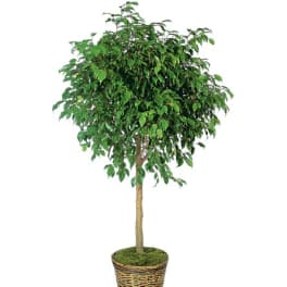 Potted indoor tree in a woven basket planter