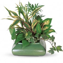 Potted arrangement of assorted green tropical plants in a green container
