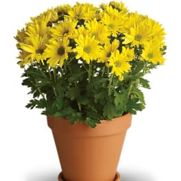 Potted plant with yellow daisy-like flowers in a terracotta pot