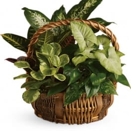 Basket of assorted green houseplants with a woven handle