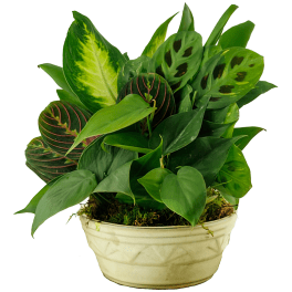Potted arrangement of assorted green tropical foliage in a cream container