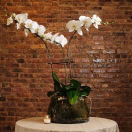 White orchids in a dark glass vase on a table