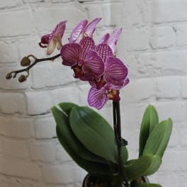 Potted purple orchid with blooms in a black container