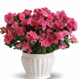 Pink azalea plant in a white ceramic pot