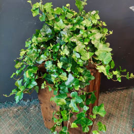 Trailing ivy plant spilling over a wooden container