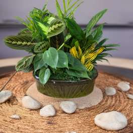Mixed potted plant arrangement in a dark ceramic bowl