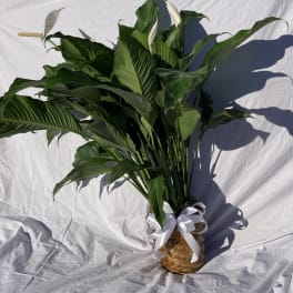 Large Peace Lily