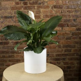 White potted peace lily plant with a single white bloom