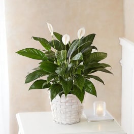 Modern Peace Lily Plant