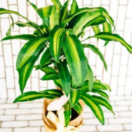 Potted green plant with striped leaves in a wrapped container