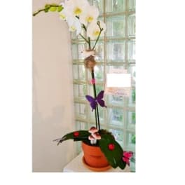 Potted orchid arrangement with white blooms and a purple butterfly decoration