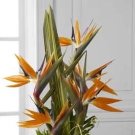 Bird of paradise arrangement in a gray cylindrical vase