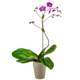 Potted orchid plant with purple blooms in a beige container