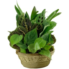 Potted arrangement of assorted green houseplants in a ceramic bowl