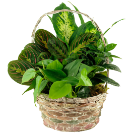 Basket of assorted green houseplants with patterned leaves