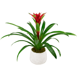 Red bromeliad plant with long green leaves in a white pot