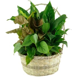 10" Dish Garden Basket