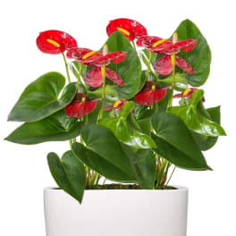 Potted anthurium plant with red flowers in a white planter