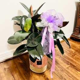 Potted rubber plant with a purple ribbon bow
