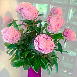 Pink Peonies