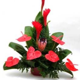 Tropical arrangement with red heart-shaped blooms and tall red spikes in a low red pot