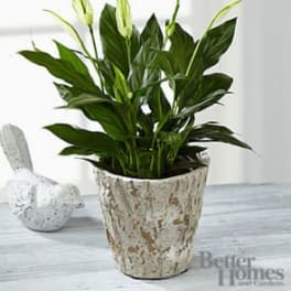The FTD® Be the Peace You Seek Peace Lily Plant by Better Homes and Gardens®