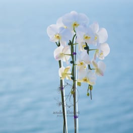 White orchid plant in a black ribbed pot