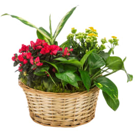 Mixed Plant Basket by BloomNation™