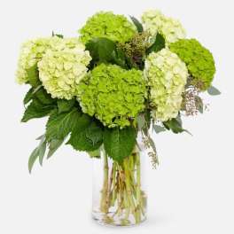 Green and white hydrangea bouquet in a clear glass vase