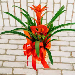 Orange bromeliad arrangement with a red ribbon in a basket