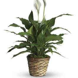 Peace Lily