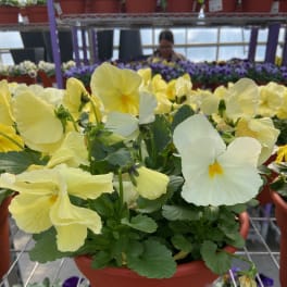 Potted yellow and white pansies in a terracotta container