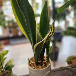 Snake plant