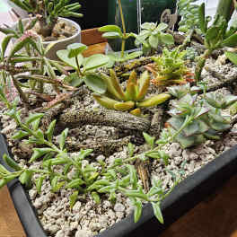 Large succulent garden