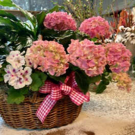 Hydrangea Plant Garden