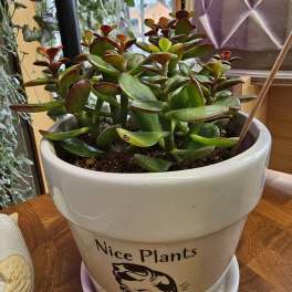 Jade plant