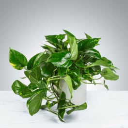 Pothos Plant by BloomNation™