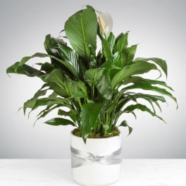 Spathiphyllum Plant by BloomNation™