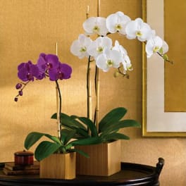 Imperial Purple Orchid